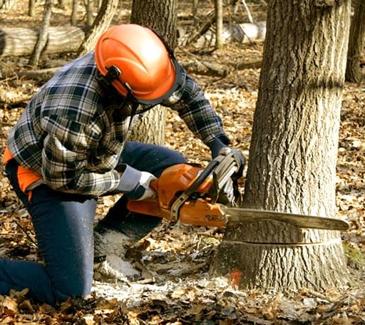 Tree Removal in Broad Top, PA
